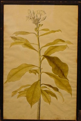 Lot 69 - William King British, 18th century...