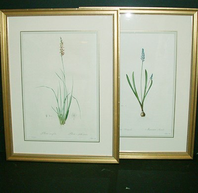 Lot 106 - After P. J. Redoute PLEEA TENUIFOLIA and...