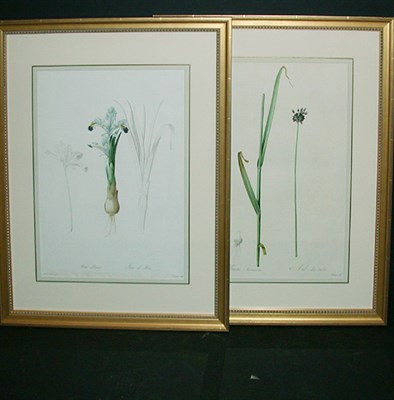 Lot 115 - After P. J. Redoute ALLIUM ARENARIUM and IRIS...