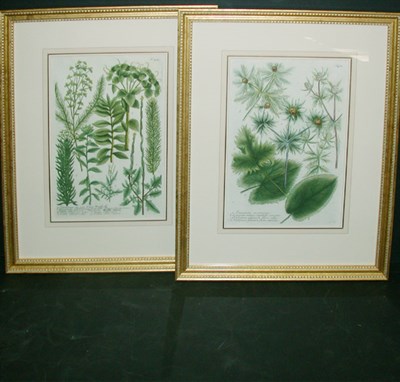 Lot 119 - After Johann Weinmann [FLORAL STUDIES] Two...