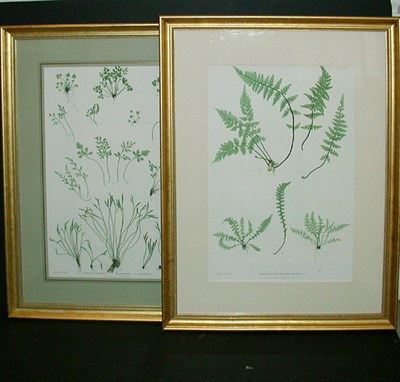 Lot 139 - Henry Bradbury, lithographer [FERN STUDIES]...