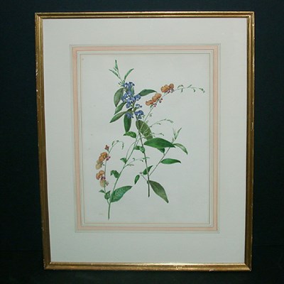 Lot 126 - Miss Wyld (later Lady Harding) CHORIZEMA...