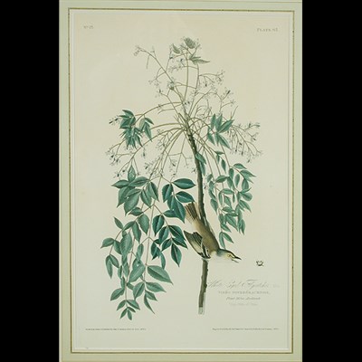 Lot 84 - After John James Audubon WHITE-EYED FLYCATCHER...