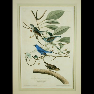 Lot 85 - After John James Audubon INDIGO-BIRD...