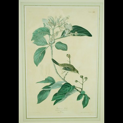 Lot 88 - After John James Audubon BACHMAN'S FINCH...