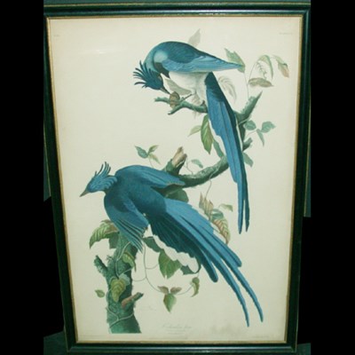 Lot 86 - After John James Audubon COLUMBIA JAY...
