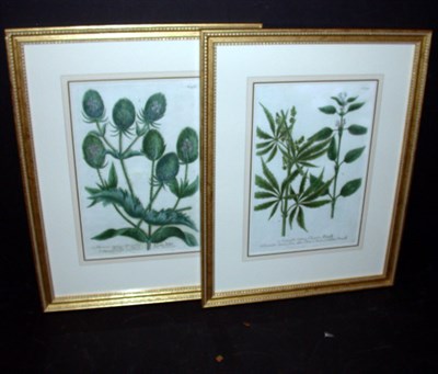Lot 74 - After Johann Weinmann [FLORAL STUDIES] Two...