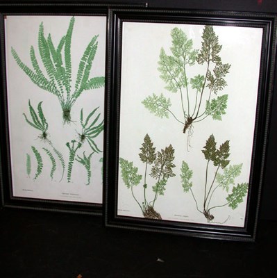 Lot 78 - Henry Bradbury, lithographer [FERN STUDIES]...