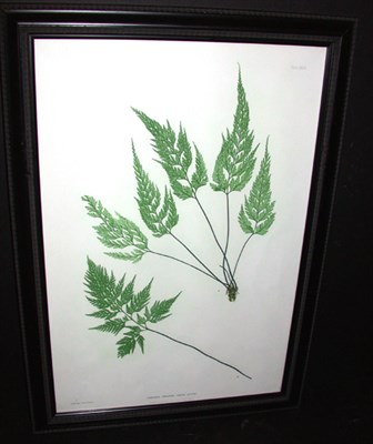 Lot 80 - Henry Bradbury, lithographer [FERN STUDIES]...