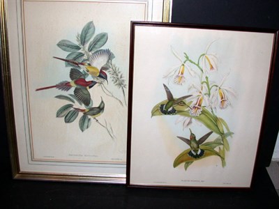 Lot 130 - J. Gould and H. C. Richter GLAUCIS FRASERI and...