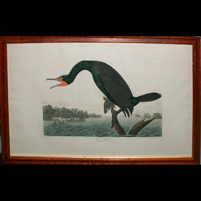 Lot 92 - After John James Audubon FLORIDA CORMORANT...