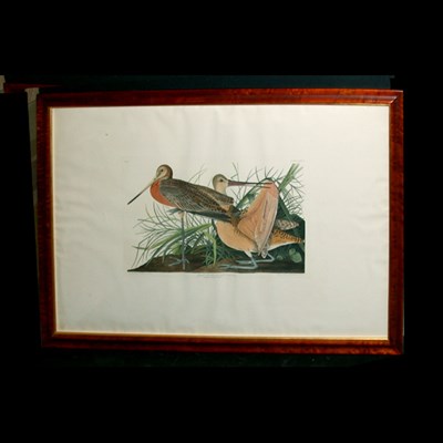 Lot 91 - After John James Audubon GREAT MARBLED GODWIT...