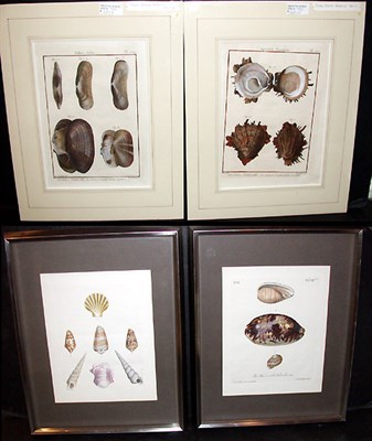 Lot 126 - After P. J. Redoute [SEA SHELLS] Two...