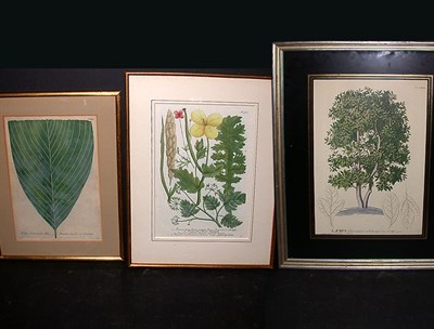 Lot 168 - After Johann Weinmann [FLORAL STUDY]...