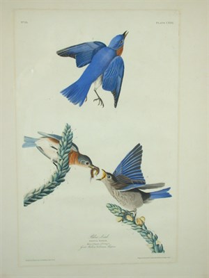 Lot 87 - After John James Audubon BLUE BIRD...