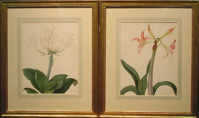 Lot 68 - Matilda Conyers British, 1753-1803 AMARYLLIS...