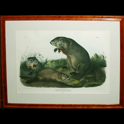 Lot 99 - After John James Audubon MARYLAND, MARMOT,...