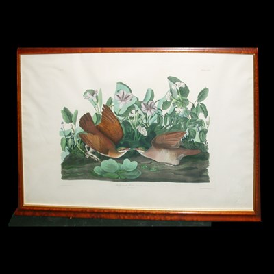Lot 89 - After John James Audubon KEY-WEST DOVE...