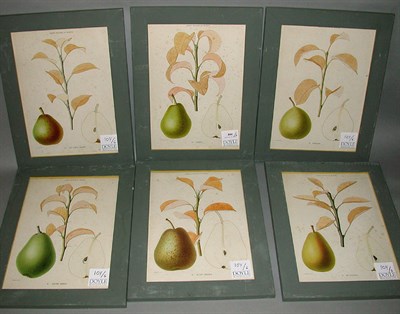 Lot 104 - After A. Riocreux [PEAR STUDIES] Six...