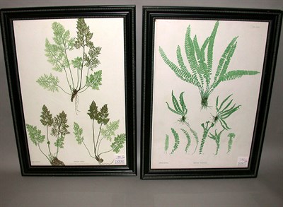 Lot 106 - Henry Bradbury, lithographer [FERN STUDIES]...
