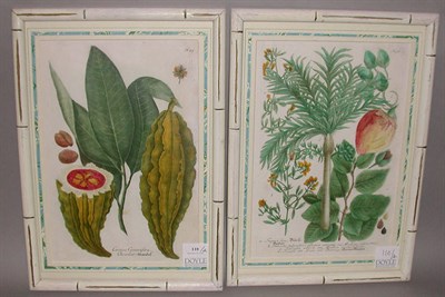 Lot 110 - After Johann Weinmann [FLORAL STUDIES] Two...
