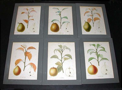 Lot 87 - After Alfred Riocreux [FRUIT STUDIES] Six hand-...