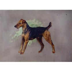 Lot 225 - Arthur Wardle British, 1864-1949 AIREDALE...
