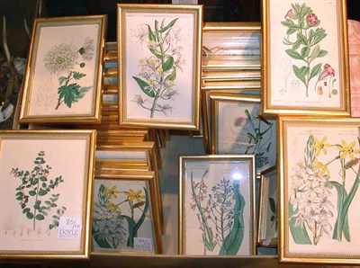 Lot 80 - After Sydenham Edwards [FLOWERS] Five...