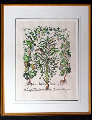 Lot 115 - After Basilius Besler [FLOWER STUDIES] Three...