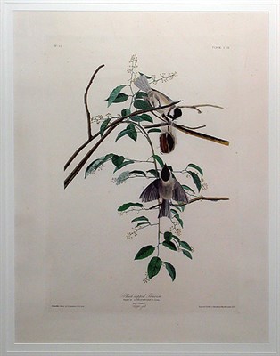 Lot 54 - After John James Audubon BLACK-CAPPED TITMOUSE...