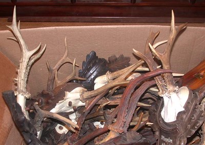 Lot 159 - Miscellaneous Group of Horns and Antlers...