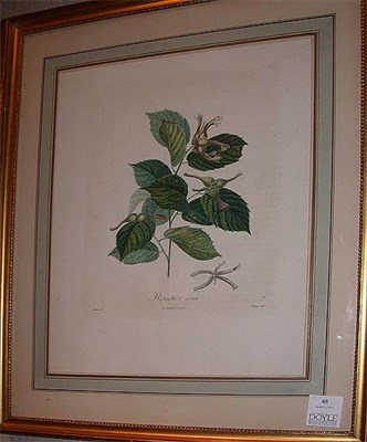 Lot 85 - After A. Poiteau NOISETIER Hand-colored color...