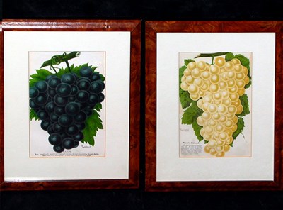 Lot 113 - Rochester Lithography Company [FRUIT STUDIES]...