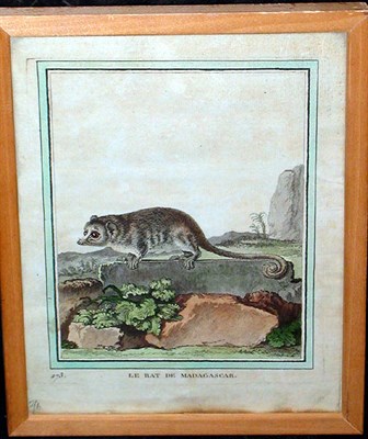 Lot 118 - After De Seve LE RAT DE MADAGASCAR...