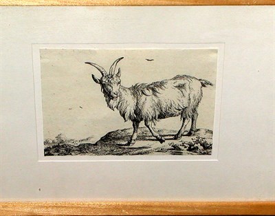 Lot 121 - After Paulus Potter [MOUNTAIN GOAT] Engraving...