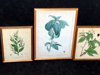 Lot 117 - After P. J. Redoute CESTRUM CAMPANULATRUM Hand-...