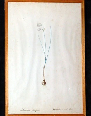 Lot 116 - After P. J. Redoute LEUCOIUM GRANDIFLORUM Hand-...