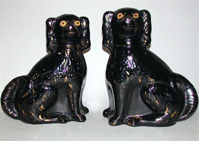 Lot 148 - Pair of Staffordshire Pottery Spaniels Each in...