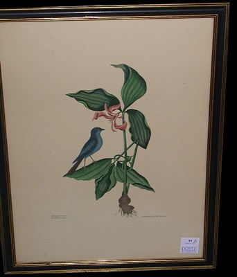 Lot 84 - Marc Catesby THE BALTIMORE BIRD; THE RED BIRD;...