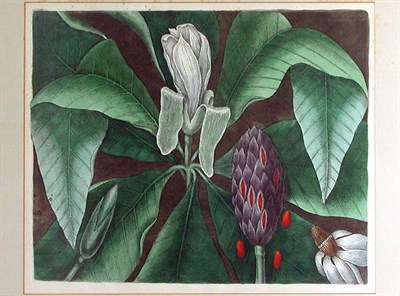 Lot 75 - Marc Catesby THE UMBRELLA TREE Hand-colored...