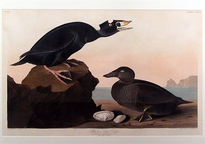 Lot 58 - After John James Audubon BLACK OR SURF DUCK...