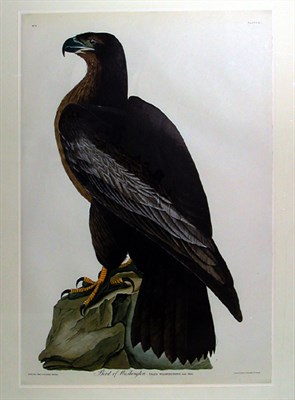 Lot 79 - After John James Audubon BIRD OF WASHINGTON...