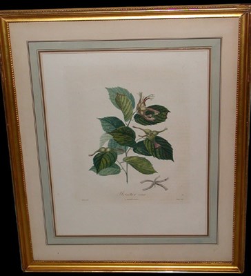 Lot 70 - After A. Poiteau NOISETIER Hand-colored color...