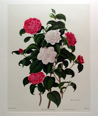 Lot 71 - Samuel Curtis MYRTLE-LEAVED CAMELLIA and...
