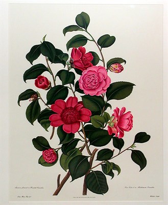 Lot 74 - Samuel Curtis WARATAH CAMELLIA and...