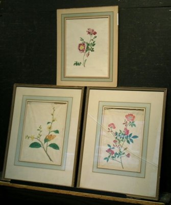 Lot 30 - Indian School 19th Century BOTANICAL STUDIES:...