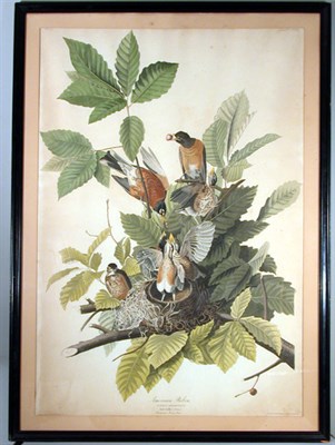 Lot 53 - After John James Audubon AMERICAN ROBIN...