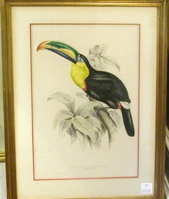 Lot 104 - J. & E. Gould SHARP-BILLED TOUCAN Hand-colored...