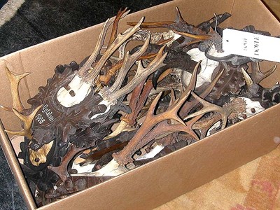 Lot 181 - Miscellaneous Group of Antlers and Horns...