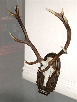 Lot 186 - Mounted Antlers